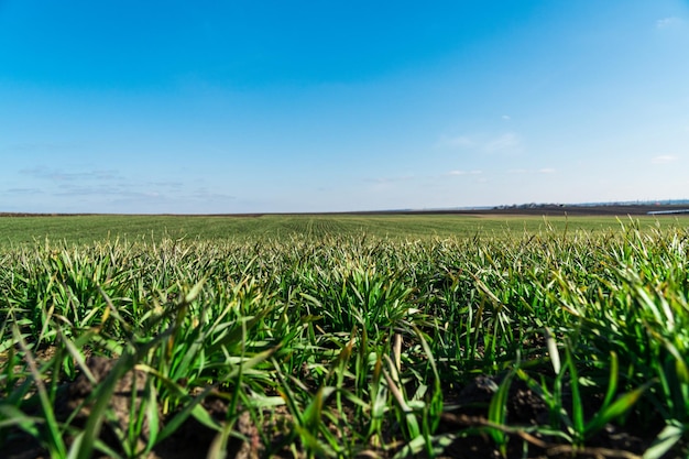 Pole młodej pszenicy jęczmienia żyta. Rolnicza plantacja pszenicy w słoneczny dzień.