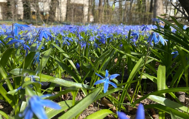 Pole niebieskie przebiśniegi. Dużo niebieskich kwiatów