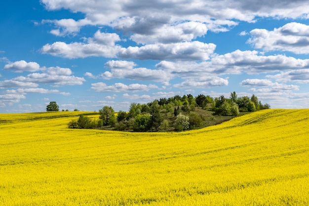 Pole pięknego wiosennego złotego kwiatu rzepaku z błękitnym niebem rzepaku rzepakowego po łacinie Brassica napus z wiejską drogą i piękną chmurą rzepaku jest rośliną dla zielonego przemysłu