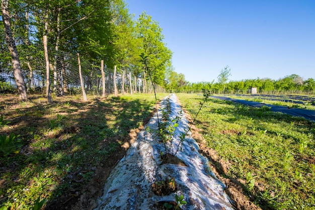 Pole plantacji borówki w gospodarstwie w Gruzji