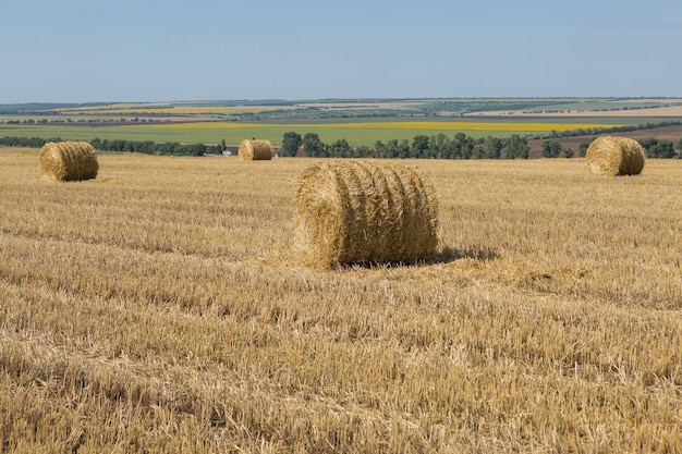 Pole po żniwach rano Duże bele siana na polu pszenicy