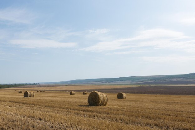 Pole po żniwach rano Duże bele siana na polu pszenicy