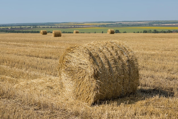 Pole po żniwach rano Duże bele siana na polu pszenicy