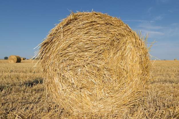 Pole po żniwach rano. Duże bele siana w polu pszenicy.