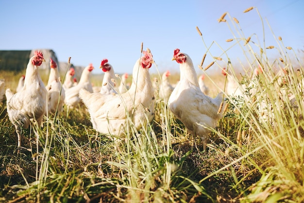 Pole przyrodnicze i ferma kurczaków z błękitnym niebem na zielonej wsi Rolnictwo na wolnym wybiegu i słońce Zrównoważony rozwój hodowli drobiu i wolność ptaki w trawie i zwierzęta o naturalnym wzroście