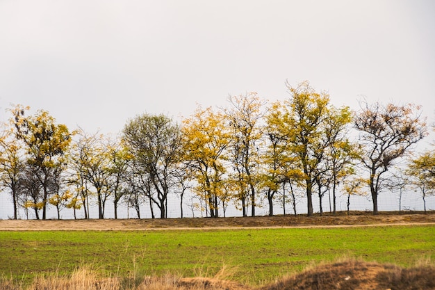 Pole Pszenicy Jesienią Z Rzędem Akacji Na Horyzoncie.