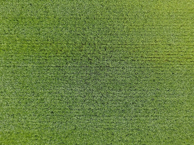 Zdjęcie pole pszenicy jest zielone młode pszenica na polu widok z góry tekstura tła zielonej pszenicy zielona trawa