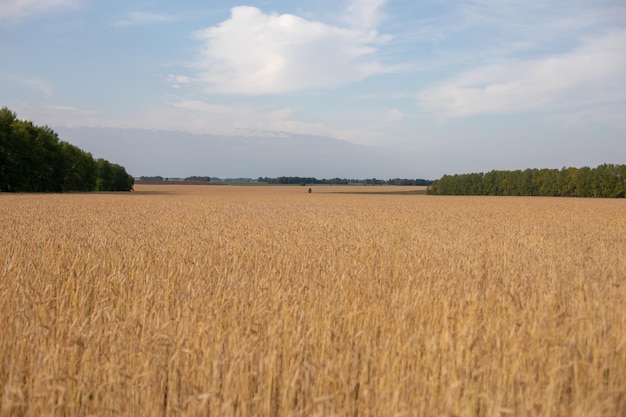 Pole pszenicy. Kłosy pszenicy złotej. Piękna przyroda krajobraz zachód słońca. Wiejska sceneria pod lśniącym światłem słonecznym. Tło dojrzewania kłosów pola pszenicy. Koncepcja bogatych zbiorów. Projektowanie grafiki etykiet