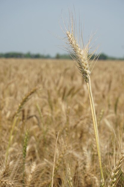 pole pszenicy, które ma niebieskie niebo na tle