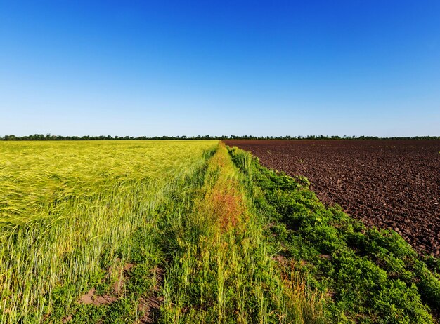 Pole pszenicy, strzał z bliska