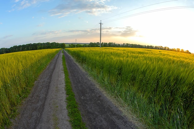 Pole pszenicy w jasnej i soczystej słonecznej przyrodzie i krajobrazie