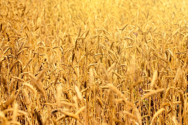 Pole pszenicy w lecie obok błękitne niebo z chmurami w słoneczny dzień. Piękna natura