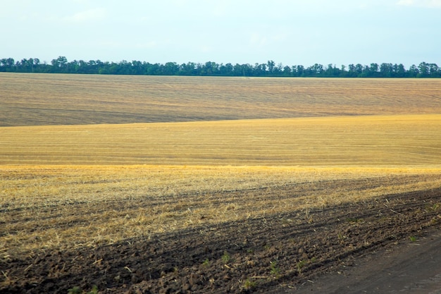 Pole Pszenicy W Naturze I Krajobrazie światła Słonecznego