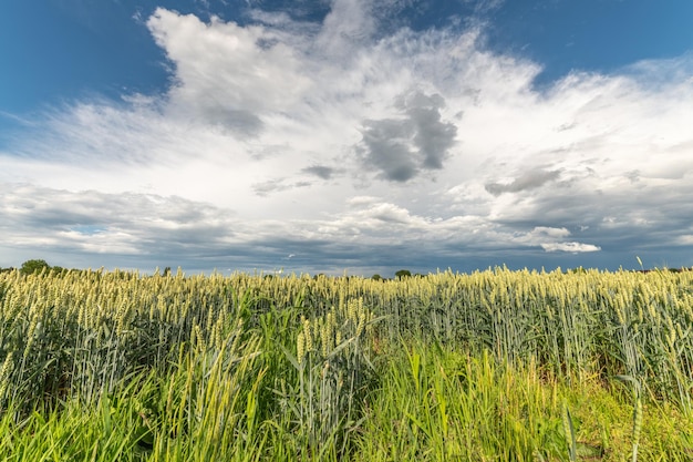 Pole pszenicy wiosną w równinie Alzacji