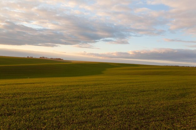 Pole pszenicy z chmurami błękitnego nieba Natura Krajobraz Wiejska sceneria na Ukrainie Bogate zbiory Koncepcja