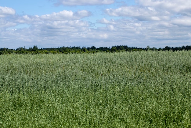 Pole rolne, na którym uprawia się owies, aby w okresie letnim wyprodukować pokarm roślinę owsa podczas uprawy na polu