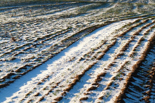 Zdjęcie pole rolne, na którym uprawia się żyto zbożowe, żyto ozime w sezonie zimowym na śniegu