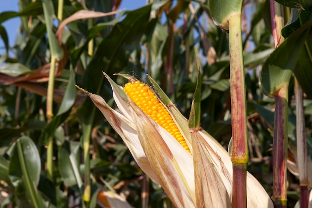 Pole rolne, na którym zbiera się kukurydzę na żywność