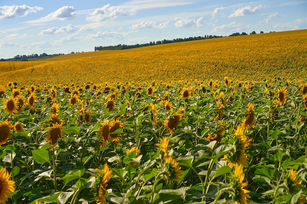 Pole rolne słonecznika pochmurne niebo w tle Sezon zbiorów Lato