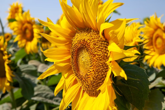 Pole rolne z dużą ilością słoneczników podczas kwitnienia żółte jasne kwiaty słoneczniki latem przy słonecznej pogodzie