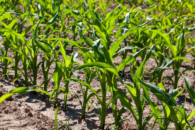 Pole rolne z kukurydzą w glebie i błocie