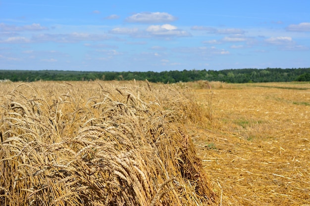 pole rolne z rośliną zbożową i linią lasu na horyzoncie i niebieskim niebie