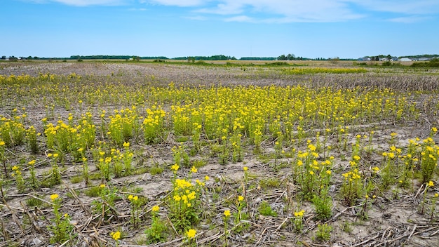 Pole rolnicze żółte kwiaty zielone odpływ rowu niebieskie niebo żadne uprawy uprawione pole krajobraz aktyw