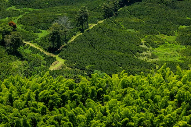 Pole roślin kawy w Manizales Caldas Antioquia Kolumbia