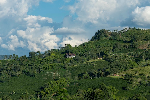 Pole roślin kawy w Manizales Caldas Antioquia Kolumbia