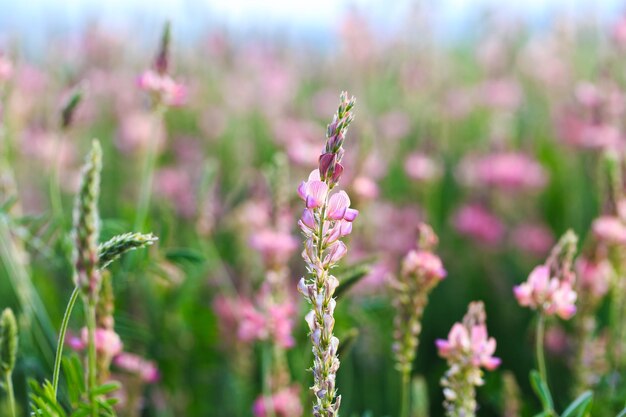 Pole różowych kwiatów Saparceta Onobrychis viciifolia Tło polnych kwiatów Rolnictwo Kwitnące dzikie kwiaty esparcety lub świętej koniczyny