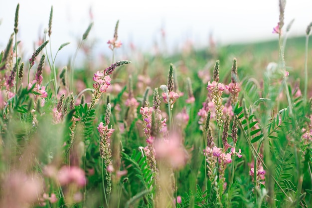 Pole różowych kwiatów Saparceta Onobrychis viciifolia Tło polnych kwiatów Rolnictwo Kwitnące dzikie kwiaty esparcety lub świętej koniczyny