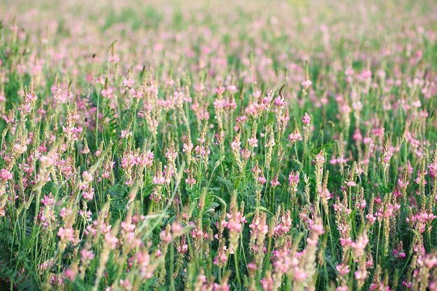 Pole różowych kwiatów Saparceta Onobrychis viciifolia Tło polnych kwiatów Rolnictwo Kwitnące dzikie kwiaty esparcety lub świętej koniczyny