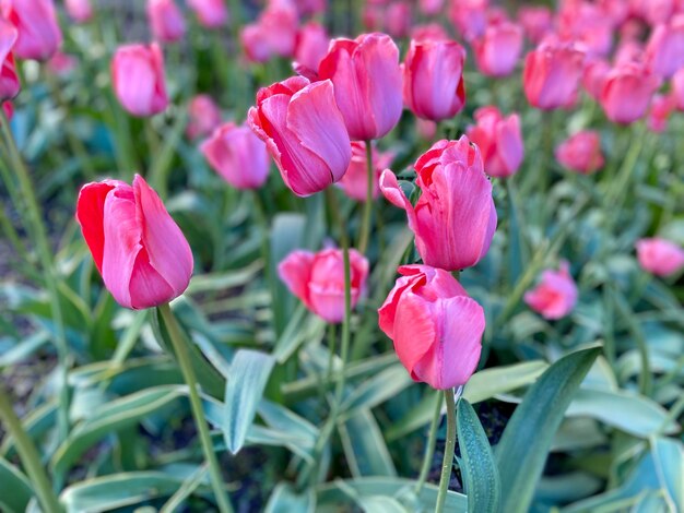 Zdjęcie pole różowych tulipanów ze słowem tulipany na dole.