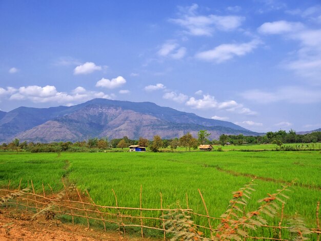 Pole Ryżowe Laos