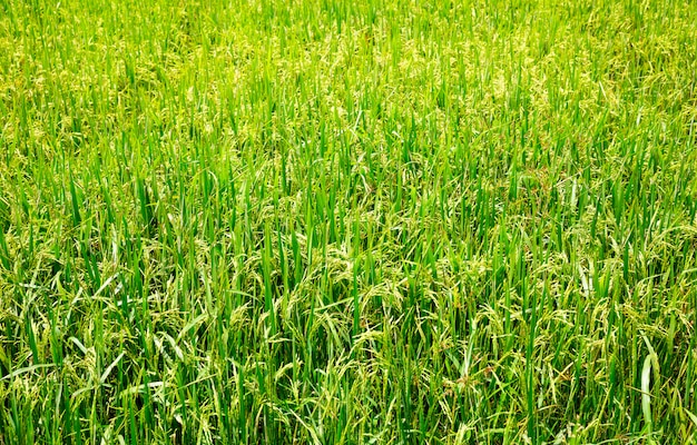 Pole ryżowe na Sri Lance, plantacja niełuskanego ceylon. azjatyckie jedzenie