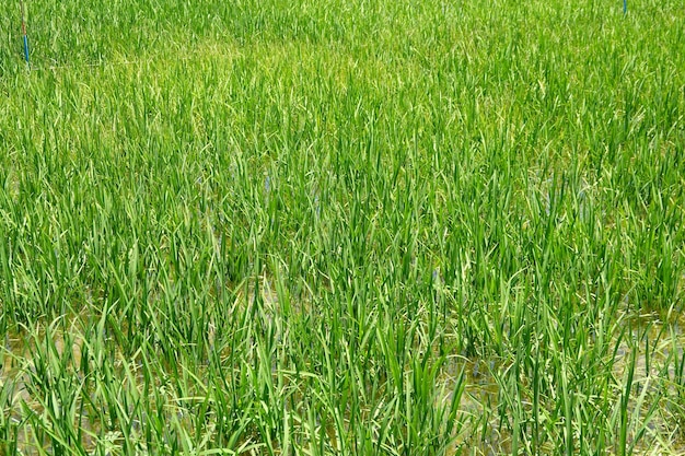 Pole ryżowe w delcie Ebro uprawa ryżu w wodzie Sadzenie ryżu w Hiszpanii uprawa ryża