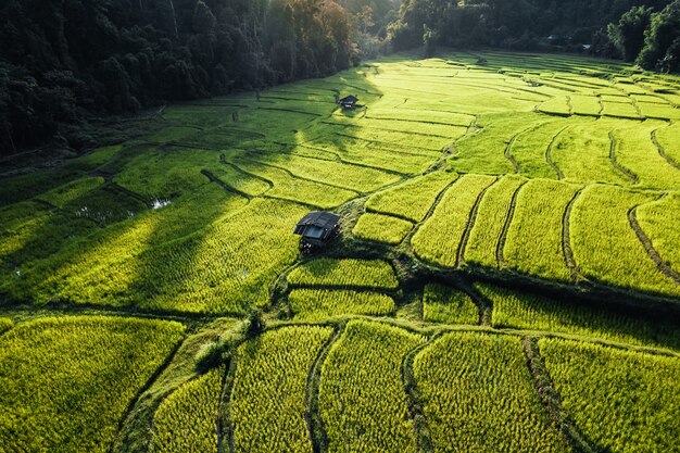 Pole ryżowe, widok z lotu ptaka na pola ryżowe