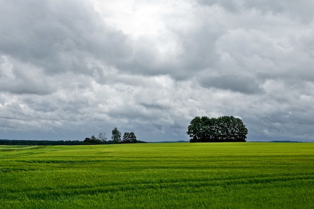 Pole Rzepaku W Okresie Letnim. żółte Pole Rzepaku Pod Błękitnym Niebem Ze Słońcem