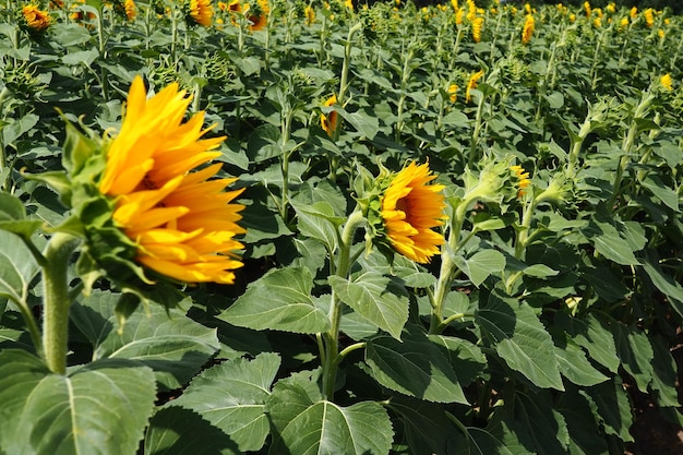 Pole słoneczników rolniczych Słonecznik Helianthus to rodzaj roślin z rodziny Asteraceae