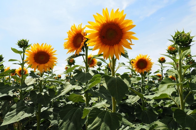 Pole słoneczników rolniczych. Słonecznik Helianthus to rodzaj roślin z rodziny Asteraceae