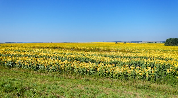 Pole słoneczników w lecie i jasne, błękitne niebo