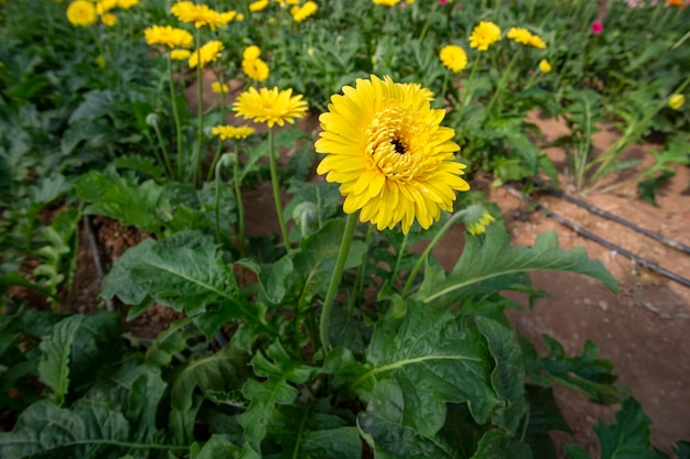 Pole świeżych kwiatów Gerbera, szklarnia. Zdjęcie koncepcji rolnictwa.