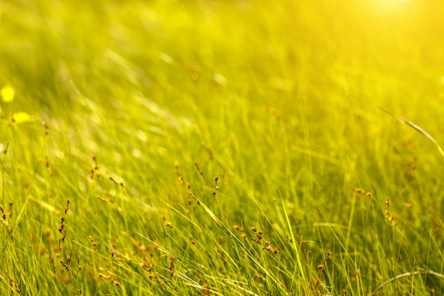 Pole trawa nieostrość i bokeh Tapeta