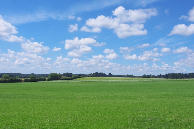 Zdjęcie pole trawy i doskonałe niebo latem