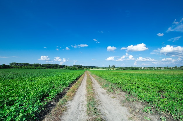 Pole trawy i doskonałe niebo