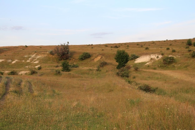 Pole trawy i krzewów