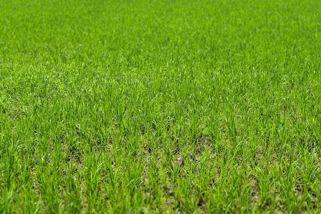 Pole trawy, które ma dużo zielonej trawy.