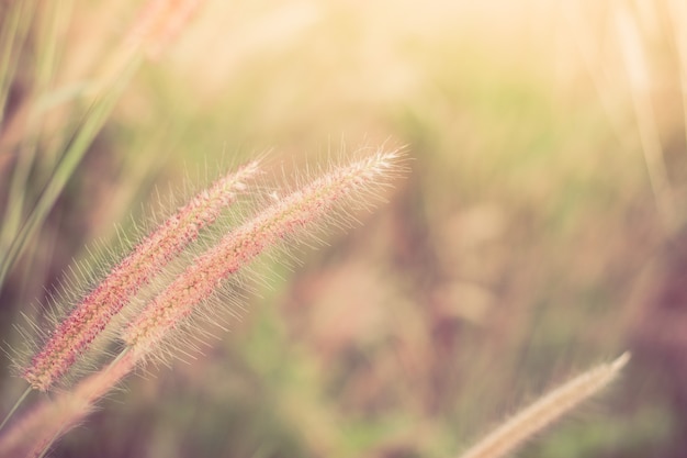 Pole Trawy Kwiat Natura Tło Nieostrość