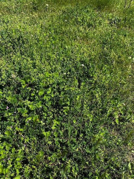 Pole trawy z kilkoma małymi liśćmi i napisem „dziki” na dole.