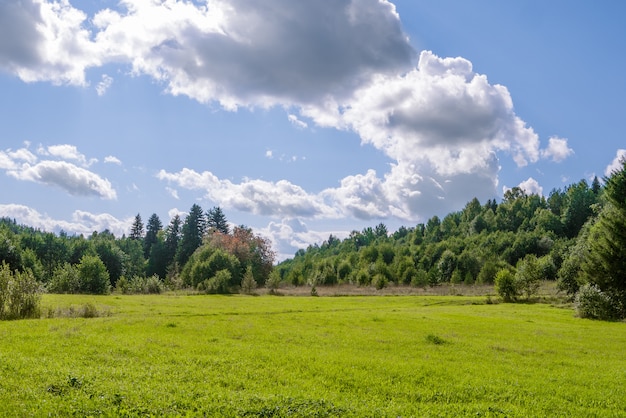 Zdjęcie pole trawy z lasami i doskonałe błękitne niebo